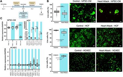 BEaTS-β: an open-source electromechanical bioreactor for simulating human cardiac disease conditions